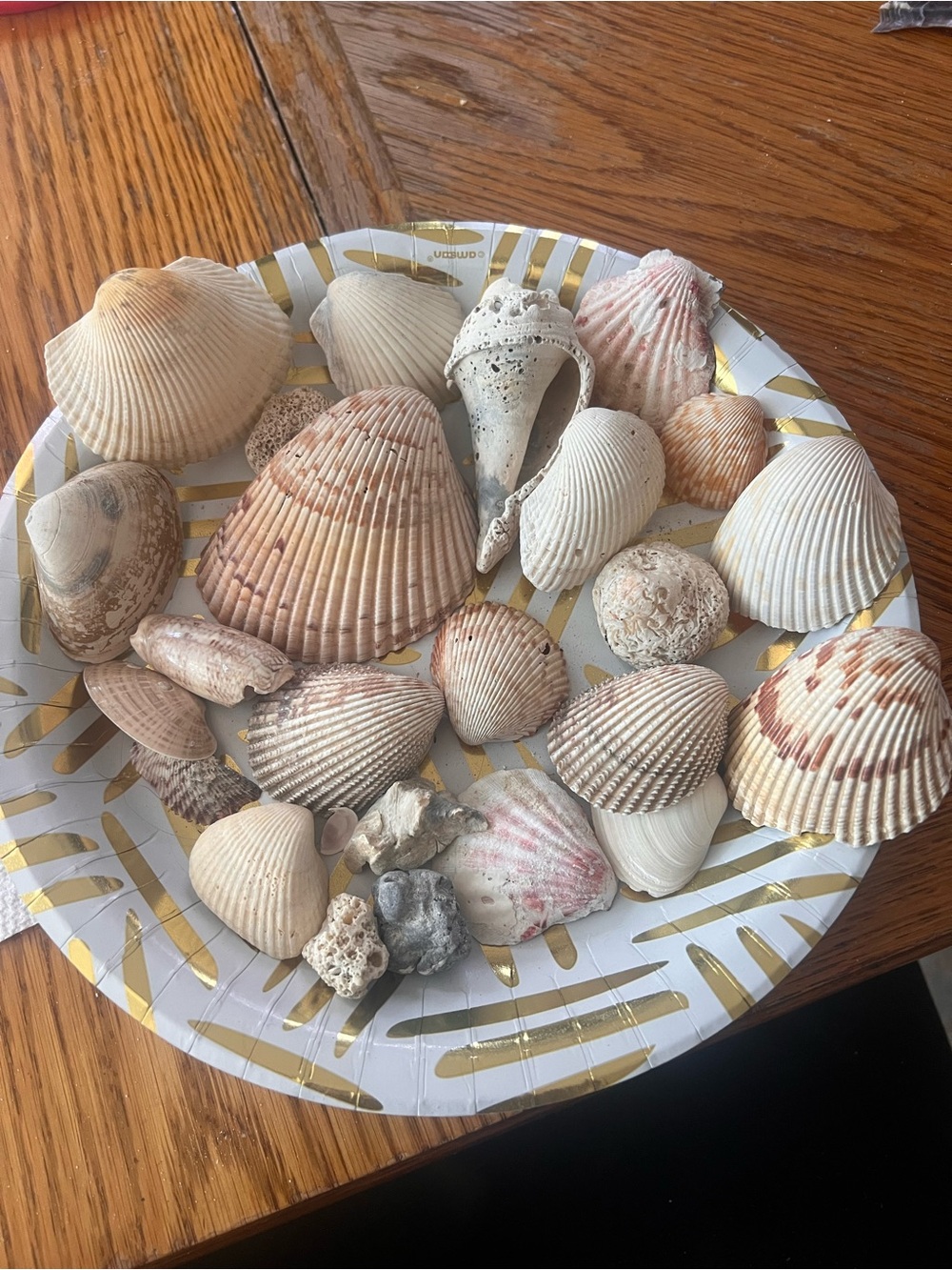Earth Natural Shell Assortment in Cream, Tan, Pink and White